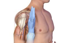 Humeral axilla.jpg